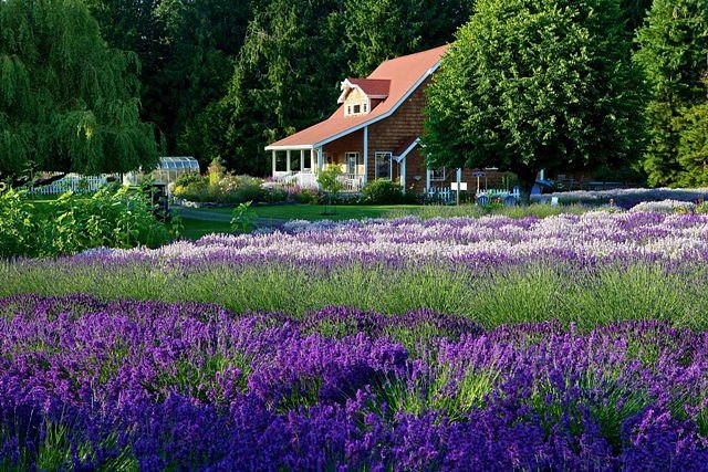Lavender Stoechas – Kahikatea Farm Certified Organic Nursery and  Permaculture Farm