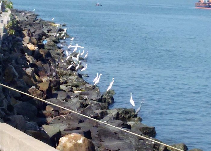 Two dozen Herons awaiting their catch; also sea gulls and crows wait.