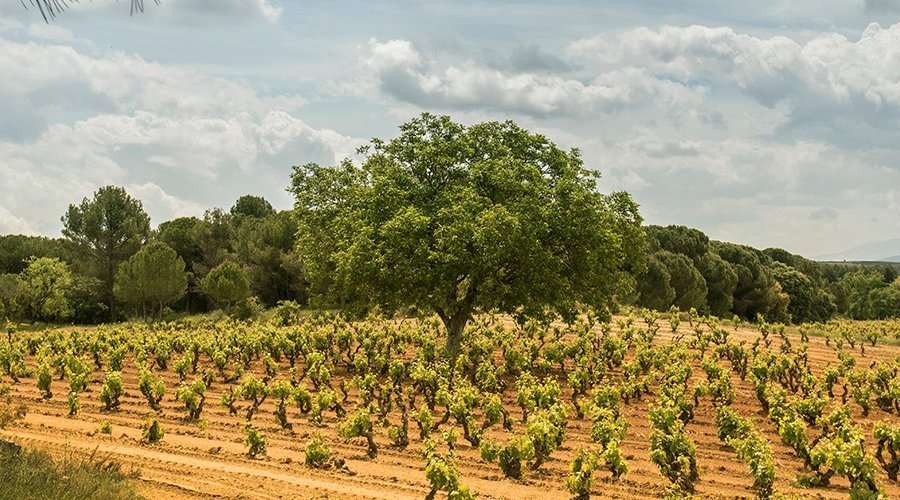 Finca Monte viejo: one of our oldest vineyards, around 70 years old. 