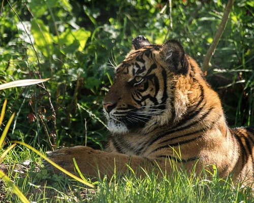 How to get to Bengal Tiger in Manhattan by Subway, Bus or Train?