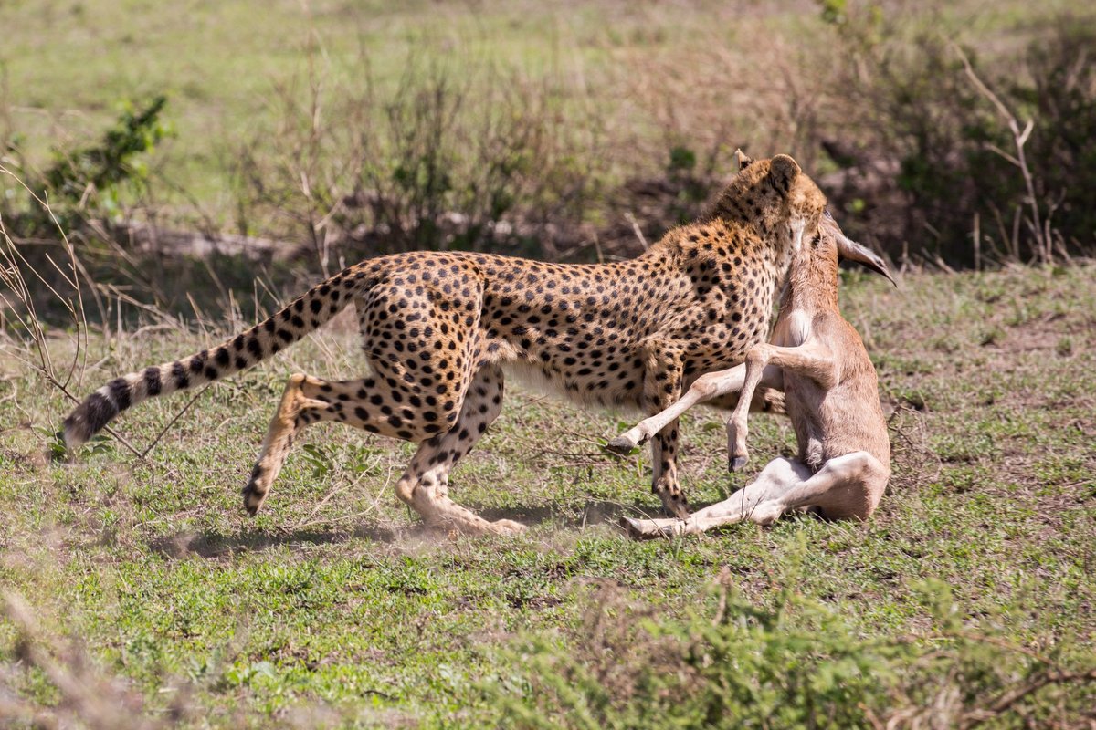 SANCTUARY KUSINI, SERENGETI (Танзания/Национальный парк Серенгети) - отзывы  и фото - Tripadvisor