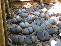 FOND FERDINAND NATURE RESERVE (Grand Anse): Ce qu'il faut savoir pour votre  visite (avec photos)