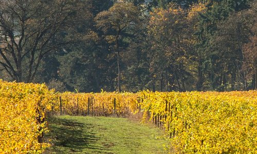 Touring the vineyards with Equestrian Wine Tours