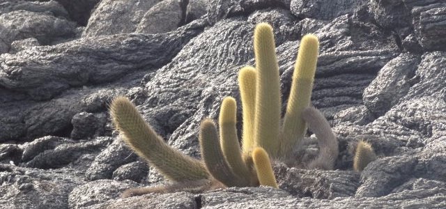 Cactus growing within the volcanic rocks.