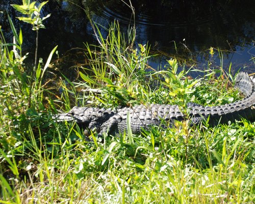 Maravilhas naturais imperdíveis nos Everglades