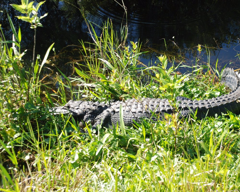 THE 15 BEST Things to Do in Everglades National Park (2024)