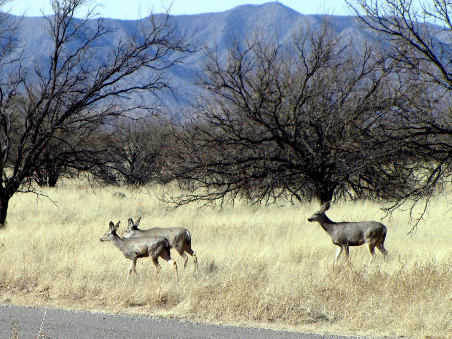 BUENOS AIRES NATIONAL WILDLIFE REFUGE Arivaca Tutto Quello Che C   Mule Deer 