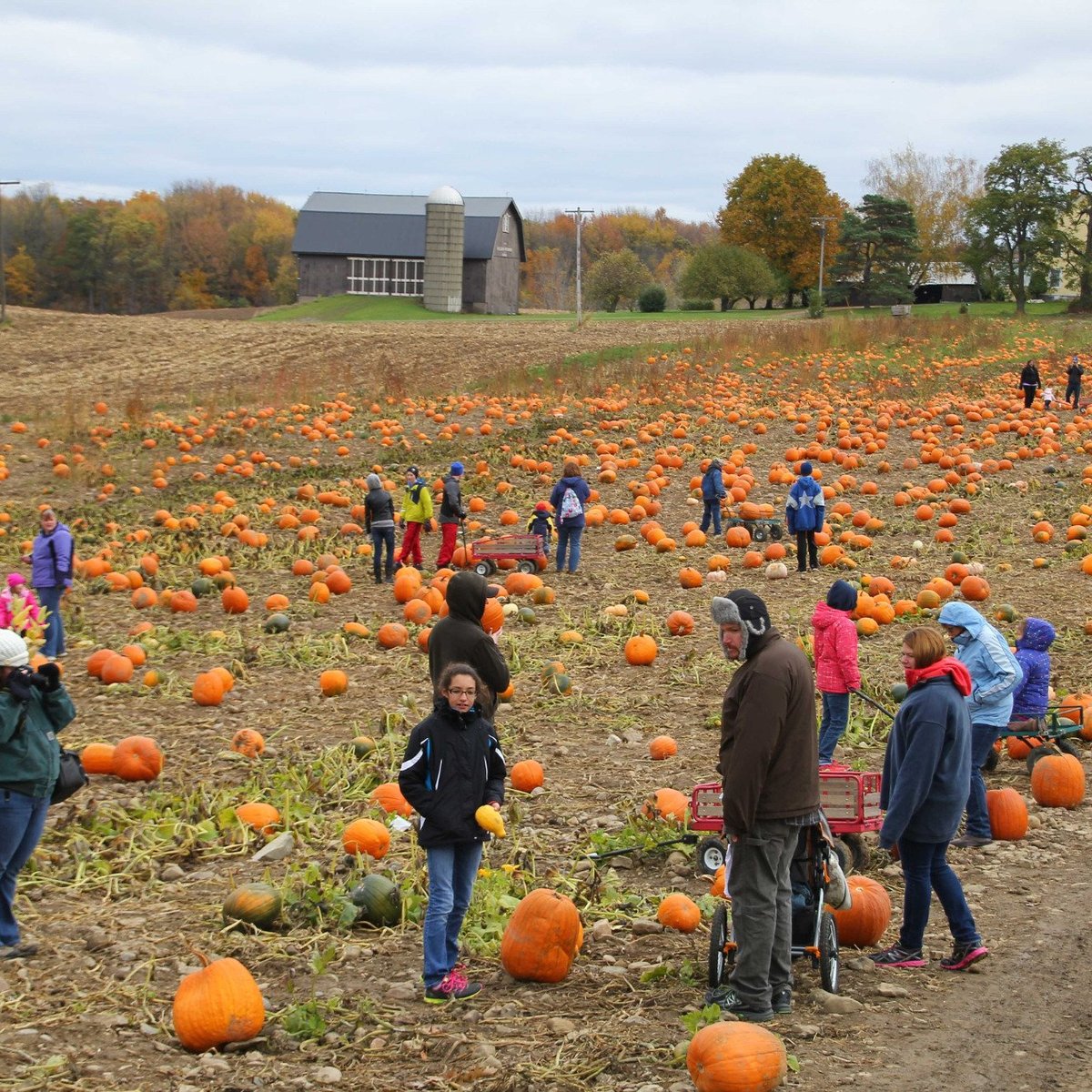 STOKOE FARMS (Scottsville) - 2022 What to Know BEFORE You Go