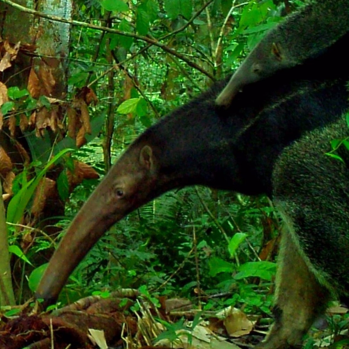 FOSSIL CREEK WILDLIFE RESERVE (Quebrada Oran) - All You Need to Know ...