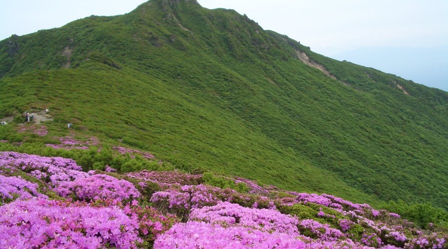 ミヤマキリシマと大船山