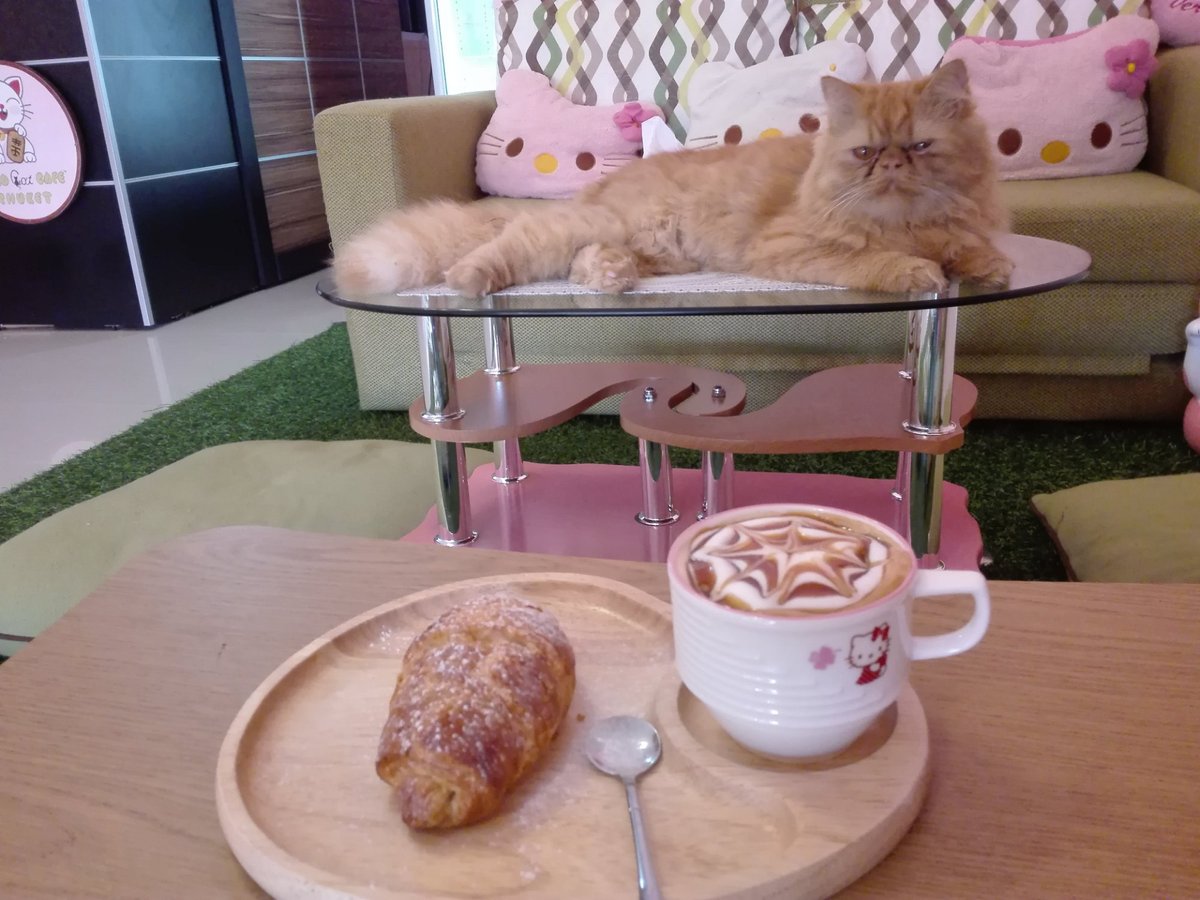 NEKO CAT CAFE PHUKET, Rawai - Restaurant Reviews, Photos & Phone Number -  Tripadvisor