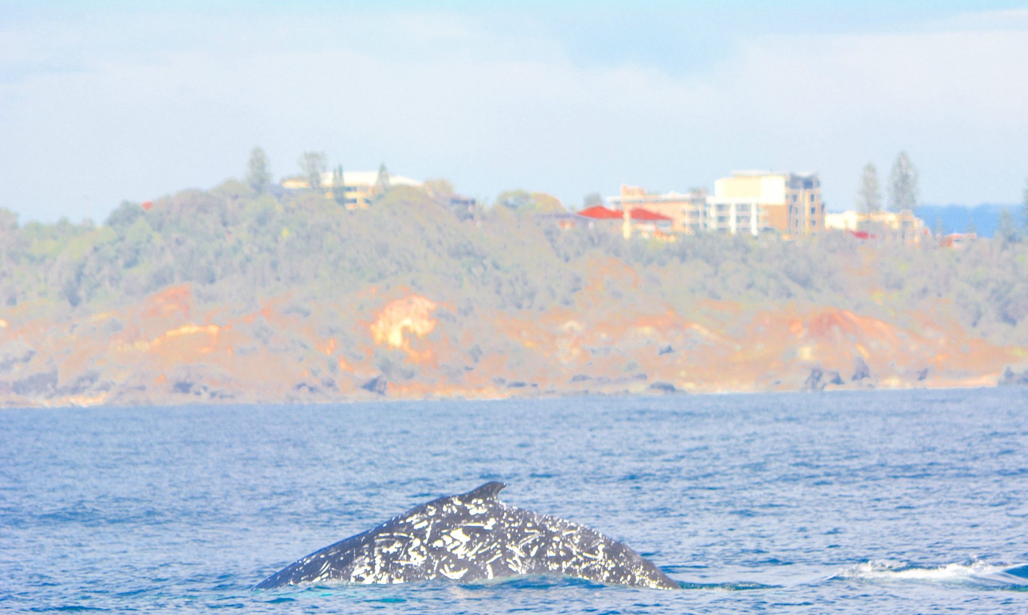 port macquarie cruise terminal