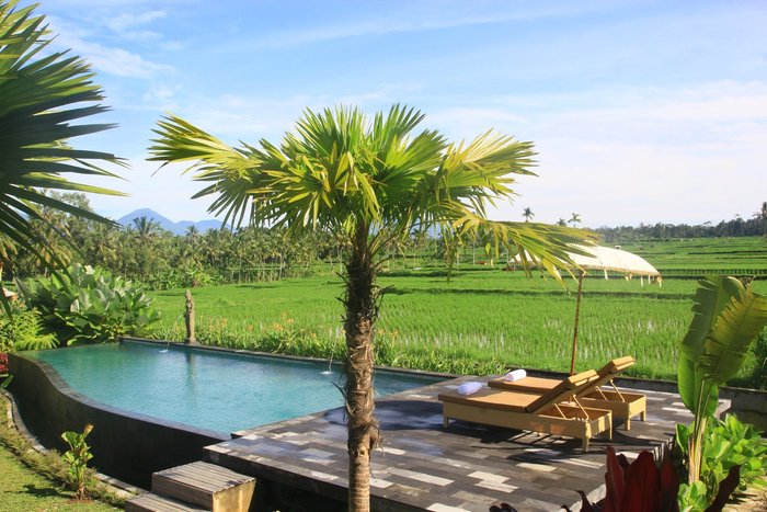 Padi Bali Ubud Eco Retreat Pool Pictures & Reviews - Tripadvisor