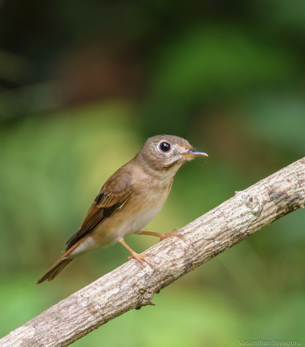 ELDHO'S BIRDING LODGE (Thattekad) - Lodge Reviews & Photos - Tripadvisor