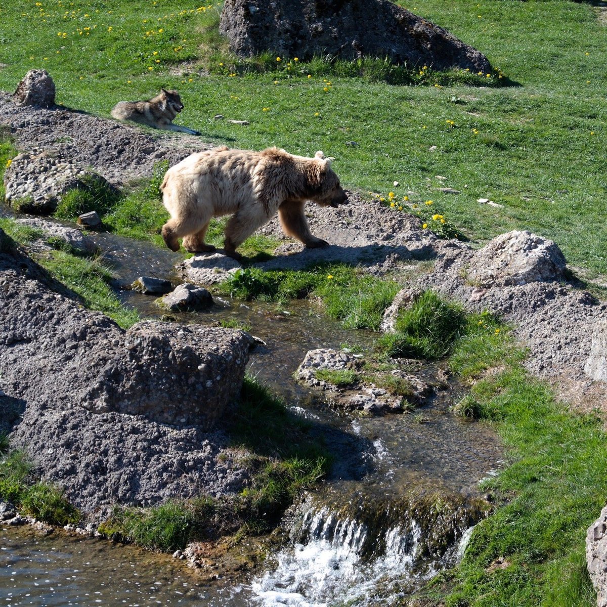 Natur- und Tierpark Goldau, Гольдау: лучшие советы перед посещением -  Tripadvisor