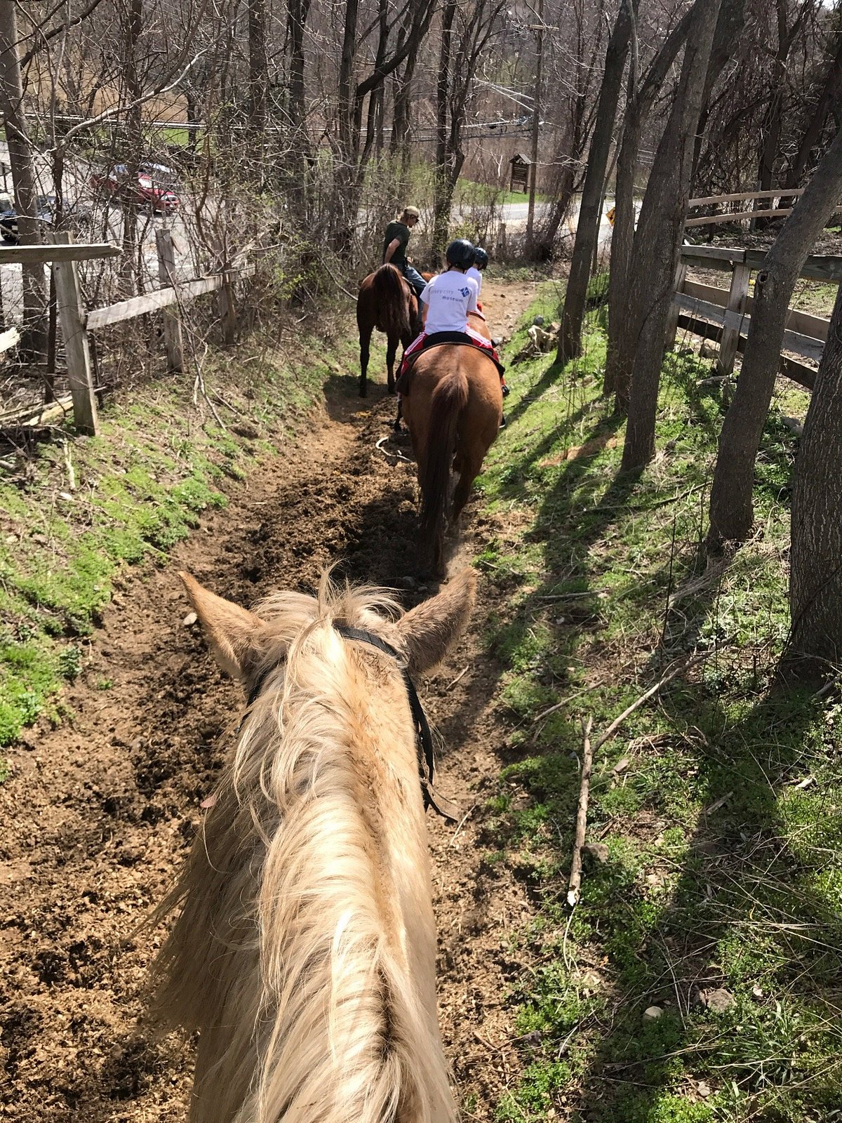 Why Horses Need Shoes - Mountain Creek Riding Stable