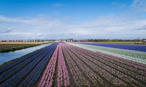 Campos de jacintos