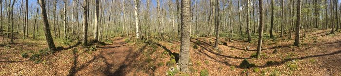 Imagen 10 de La Fageda d'en Jordà