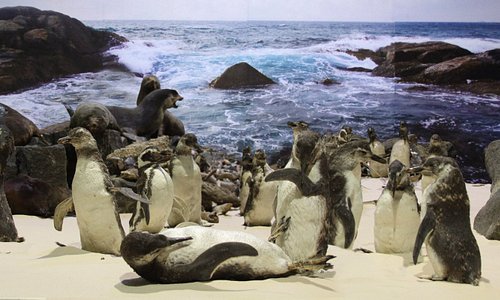 Colonia de pinguim-de-Magalhães da Exposição Ecossistema Marinho.