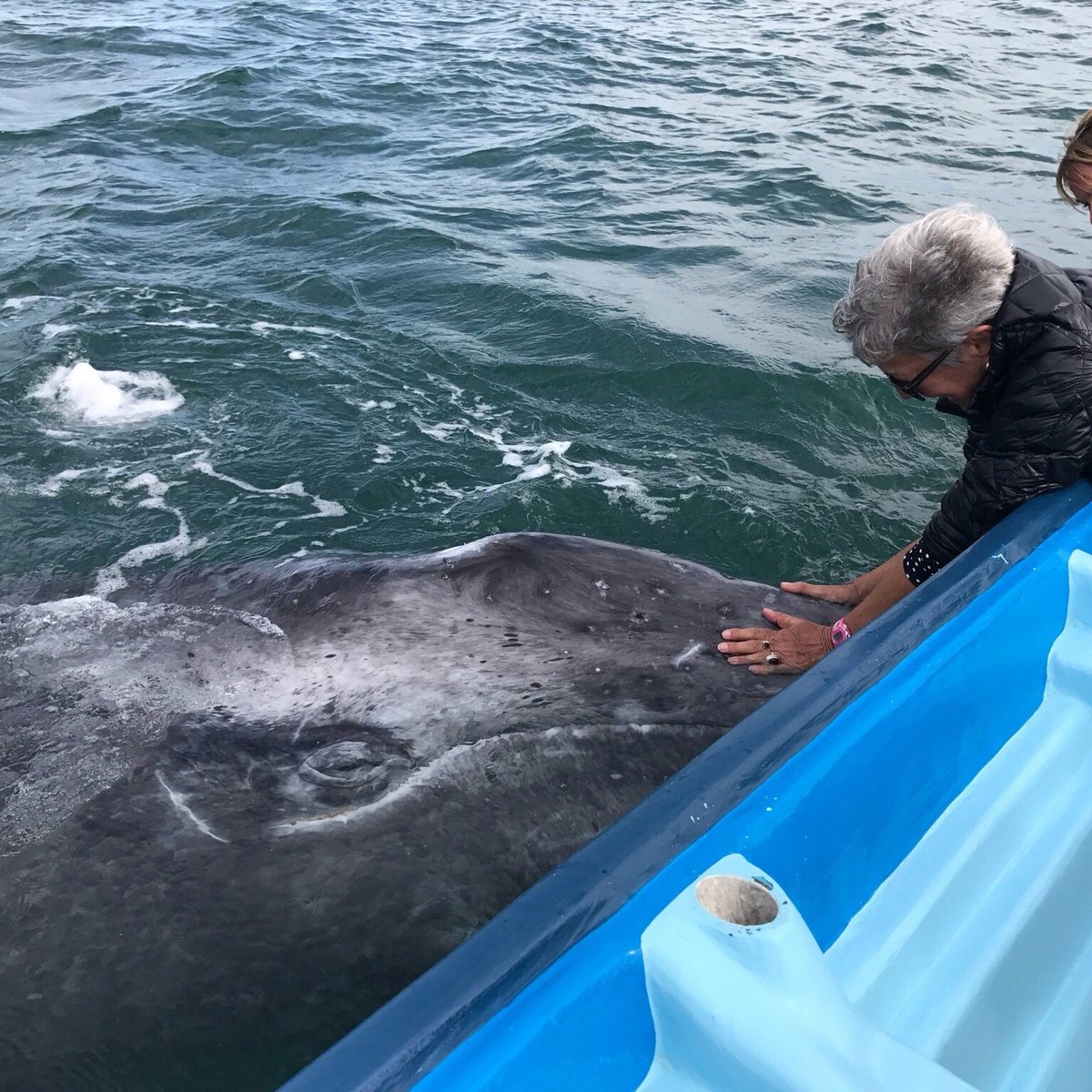 Hotel Brennan Whale Watching (Puerto San Carlos) - All You Need to Know ...