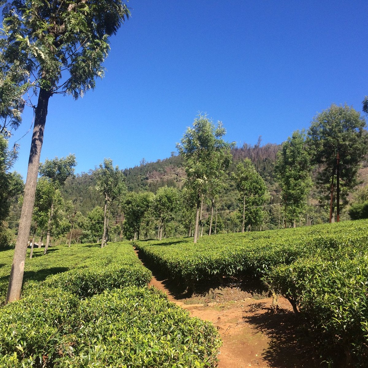 highfield-tea-factory-coonoor-ce-qu-il-faut-savoir