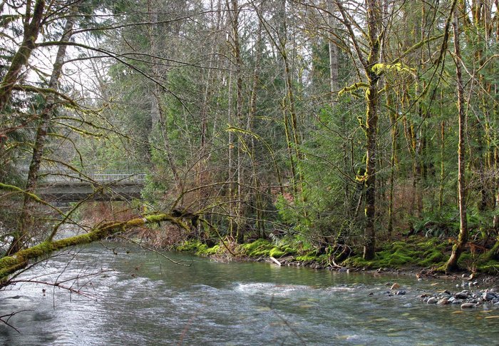 The trail along Rosewall Creek