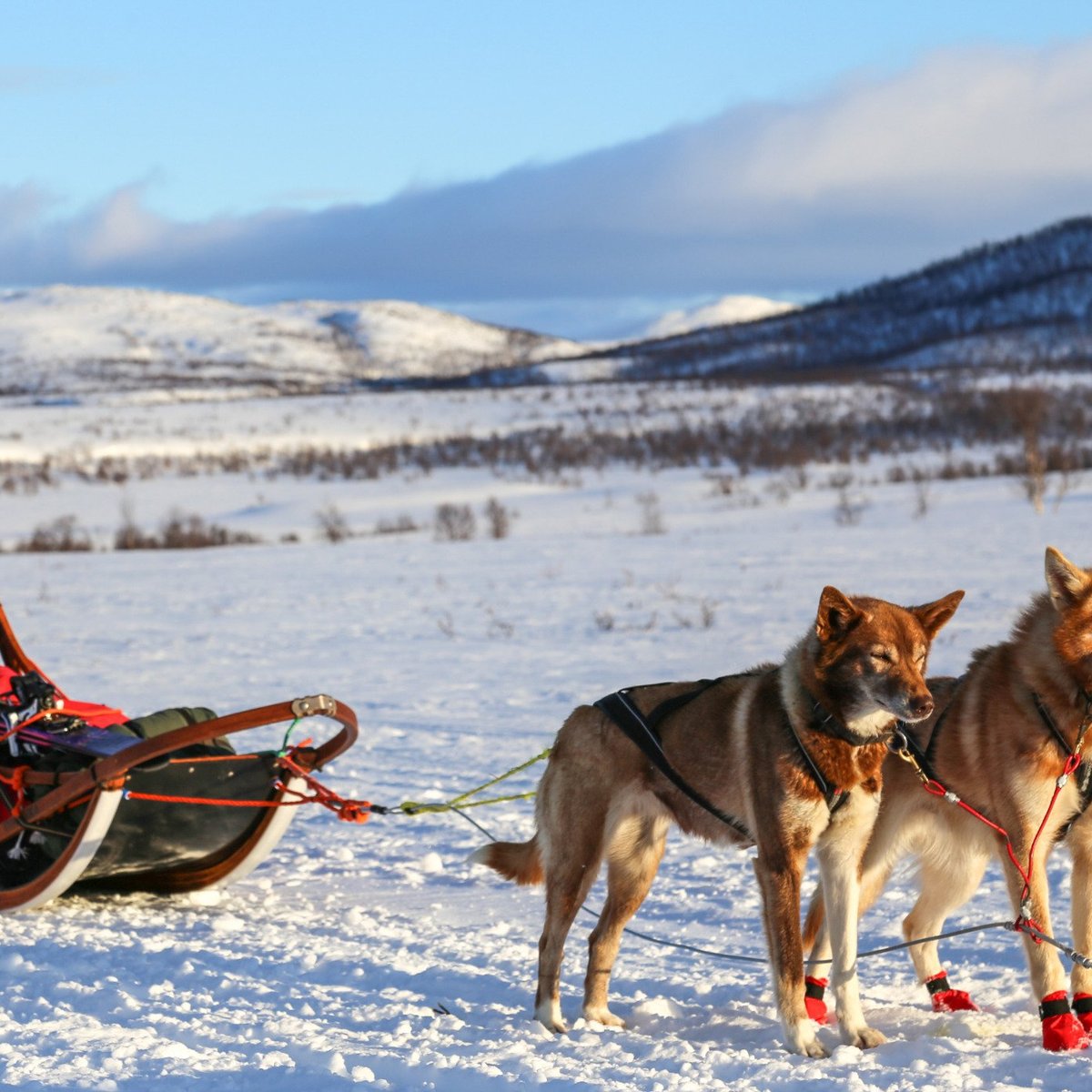 Husky Ranch Lapland (Kolari) - All You Need to Know BEFORE You Go