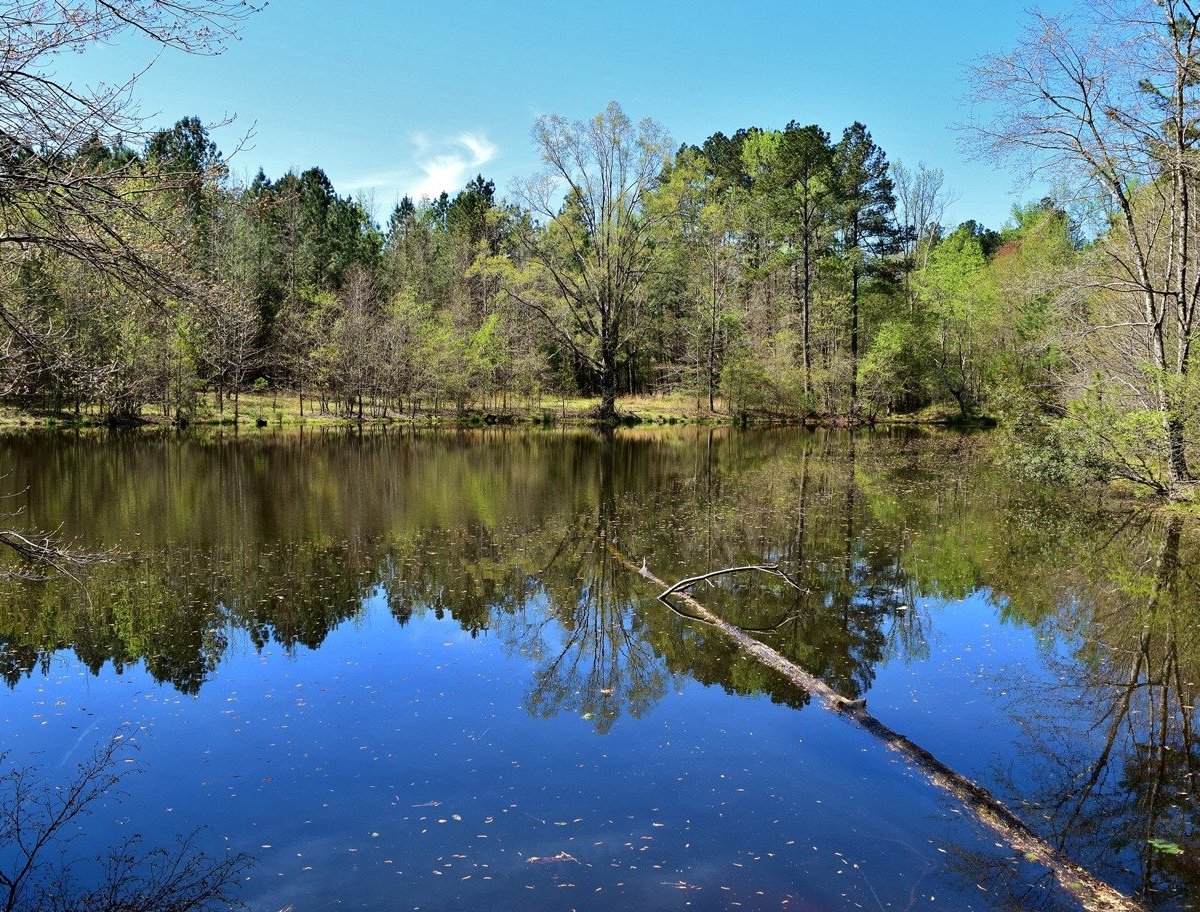 Horton Grove Nature Preserve - All You Need to Know BEFORE You Go (2024)