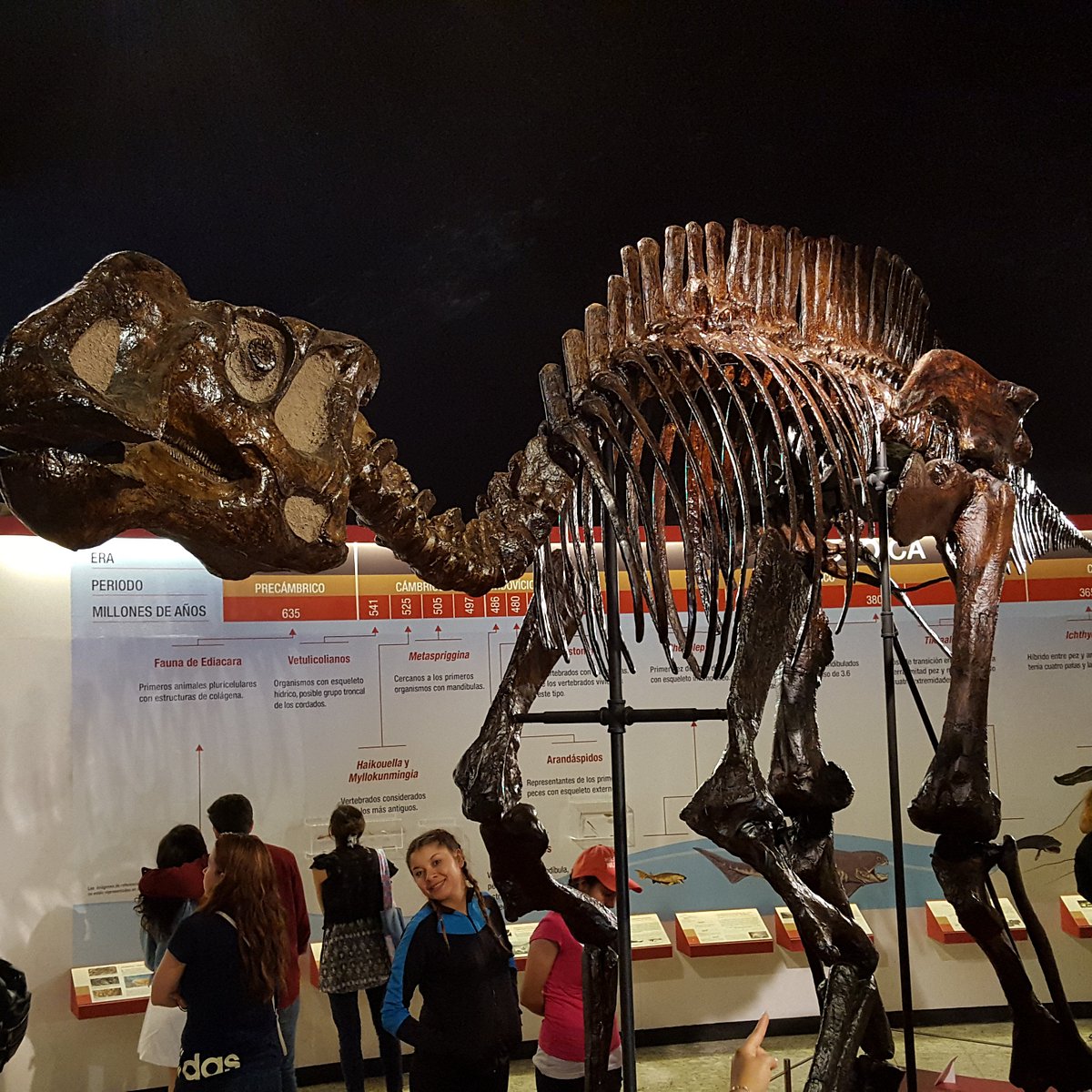 Museo de Historia Natural (Ciudad de México) - Lo que se debe saber antes  de viajar - Tripadvisor
