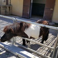 Various animals
