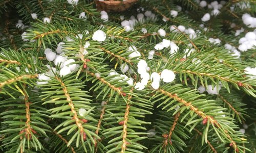 Hail in Gingins