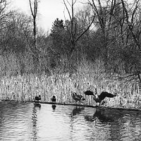 Trexler Park