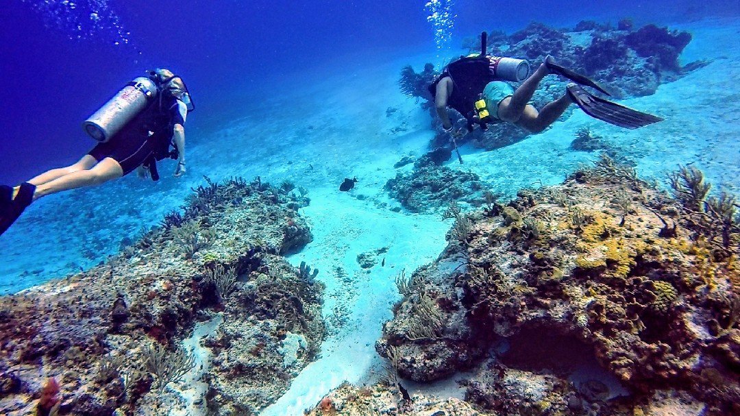 Dive House (Cozumel) - All You Need to Know BEFORE You Go