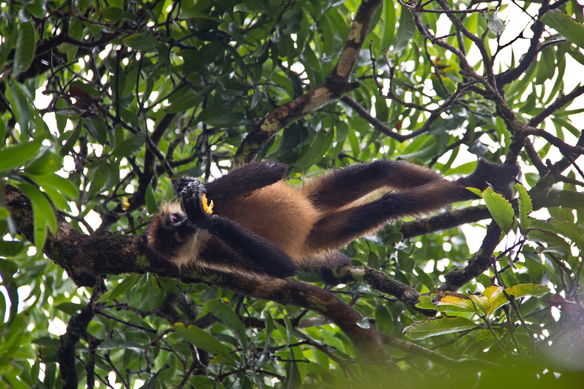 jungle tom tours tortuguero