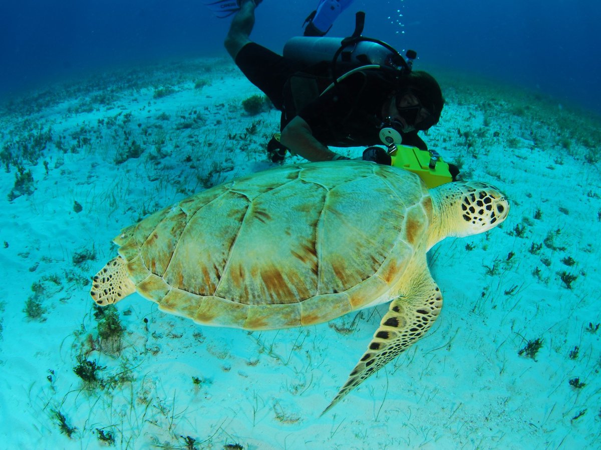 Arrecife Dive Center (Cozumel) - All You Need to Know BEFORE You Go