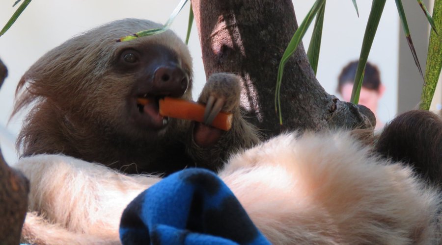 Slowly tackling that carrot