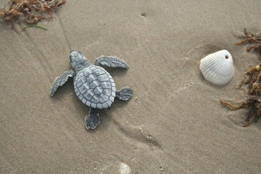 Turtles on their way to the ocean