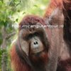 orangutantour