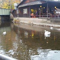 swans