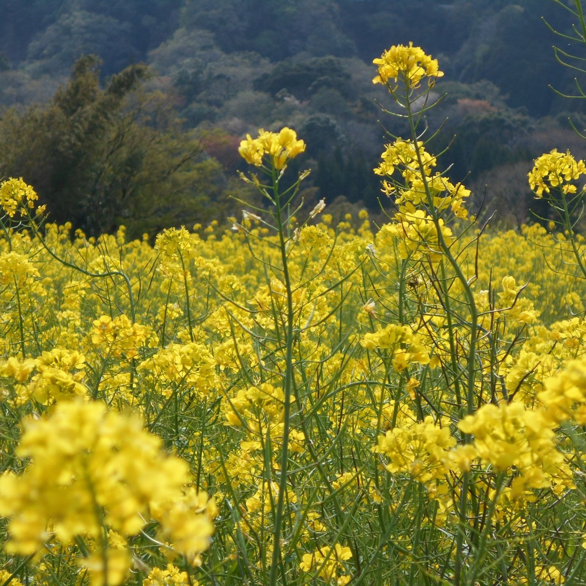 22年 石神の菜の花畑 行く前に 見どころをチェック トリップアドバイザー