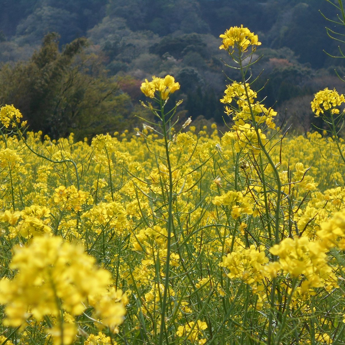 21年 石神の菜の花畑 行く前に 見どころをチェック トリップアドバイザー 21年 石神の菜の花畑 行く前に 見どころをチェック トリップアドバイザー