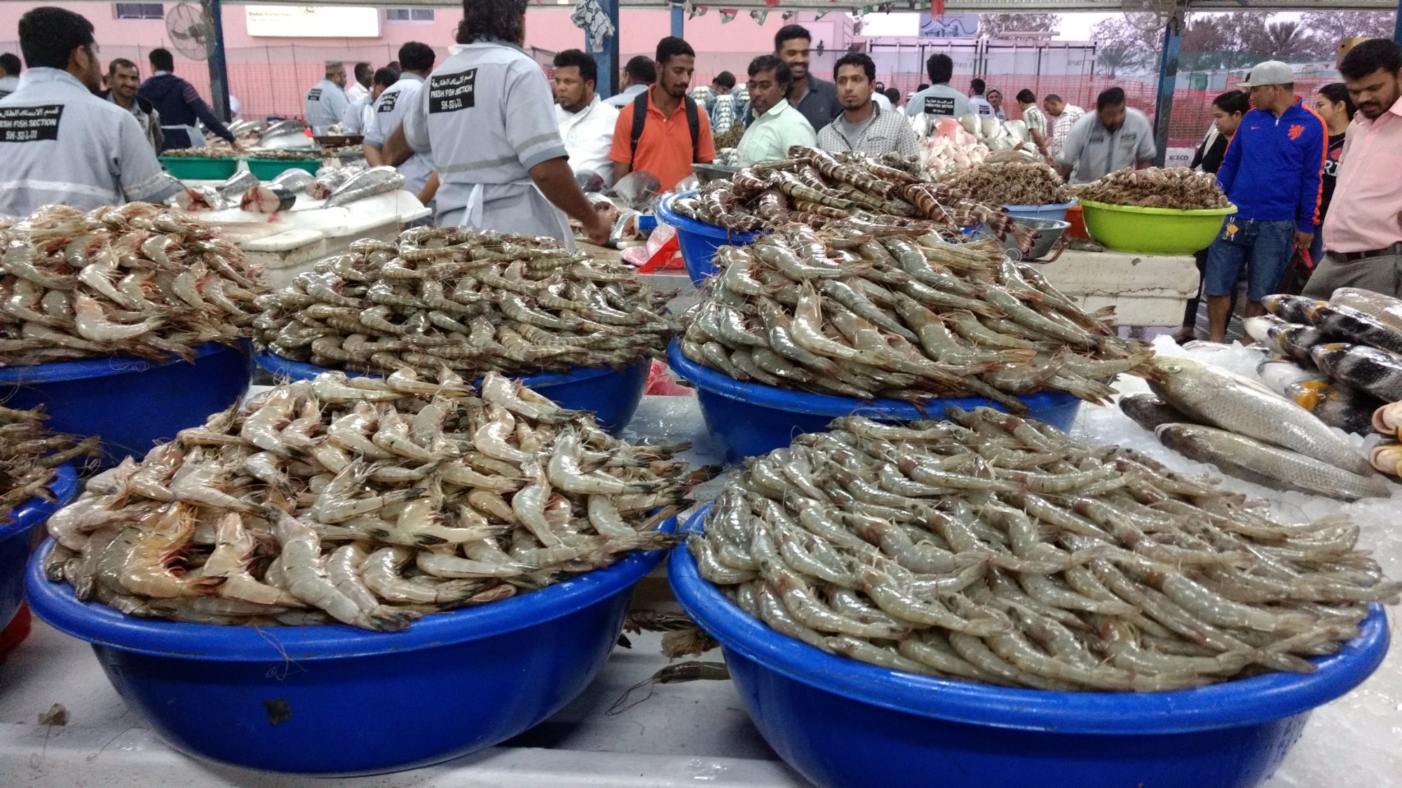 Aquarium shop in outlet deira