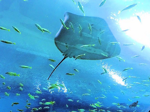 Georgia Aquarium image
