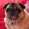 frankpugster
