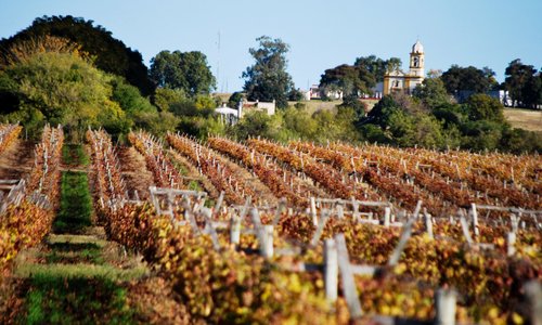 Viñedos