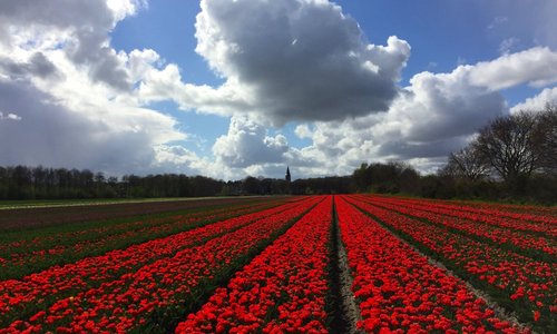 The Jacobuskerk tower as a backdrop to tulip fields near Rolde