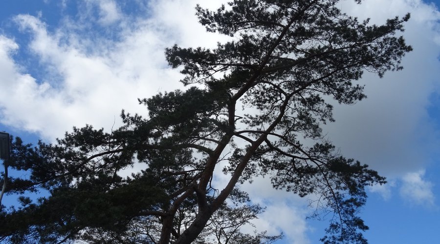 KLIMDUIN SCHOORL;PIJNBOOM-PINUS