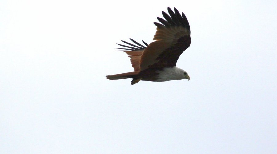 Eagle Udawalawa National Park