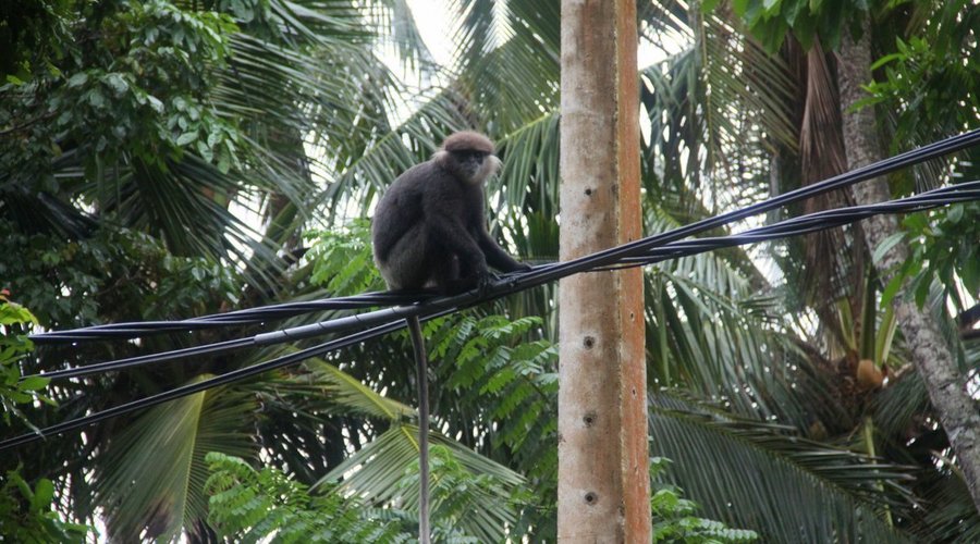Black Monkey Sri Lanka