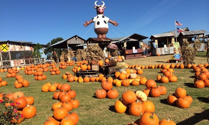 Canton tx pumpkin patch